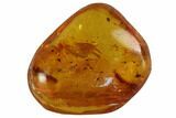 Fossil Harvestman (Opilones) In Baltic Amber #94075-1